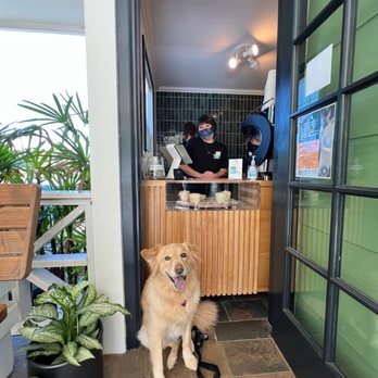 Daily Whisk Matcha - Did I mention they're pet friendly? Momo's new favorite Saturday morning spot! - Cafes Near Me - Honolulu, Hawaii Daily Whisk Matcha - Did I mention they're pet friendly? Momo's new favorite Saturday morning spot! - Cafes Near Me - Honolulu, Hawaii