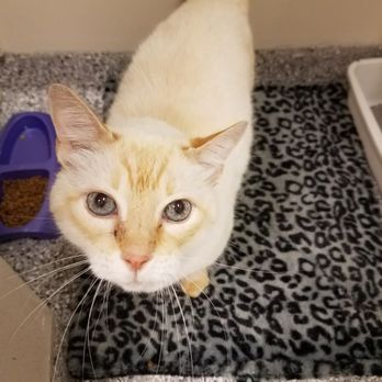 Resort for Pets - Haslet - Pet Sitting Near Me - Fort Worth, Texas Resort for Pets - Haslet - Pet Sitting Near Me - Fort Worth, Texas