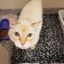 Resort for Pets - Haslet