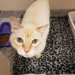 Resort for Pets - Haslet