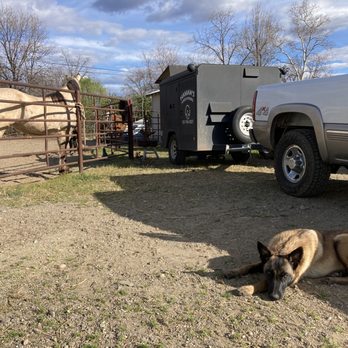 Haman’s Shoeing - Farriers Near Me Haman’s Shoeing - Farriers Near Me