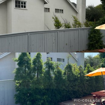 Green Earth Landscapes and Tree Service - Before and after. Privacy hedges planted. - Tree Services Near Me - Upland , California Green Earth Landscapes and Tree Service - Before and after. Privacy hedges planted. - Tree Services Near Me - Upland , California