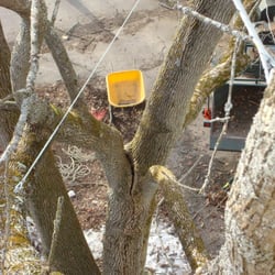 Cornerstone Tree Care - Cabling solution