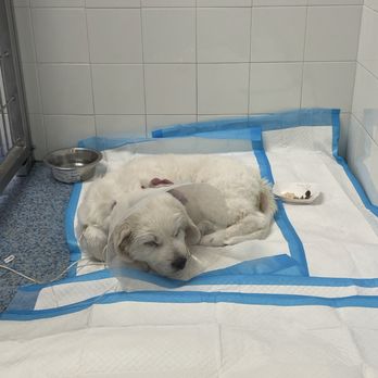 1st Pet Veterinary Centers - North Valley - the techs sent me photos of how maple was doing. she was given a feeding tube and everything. - Veterinarians Near Me - Phoenix, Arizona