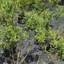 Hickory Creek Nursery