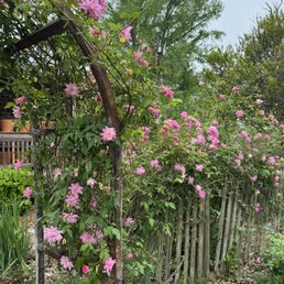 ANTIQUE ROSE EMPORIUM NURSERY & DISPLAY GARDENS - Updated June 2026 ...