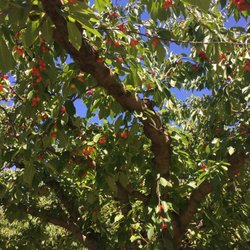 Cherry Hill Orchard And Market