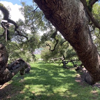 Treaty Oak Park - Parks Near Me - Jacksonville, Florida