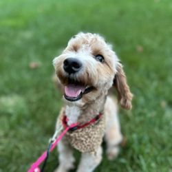 Mutts, Cuts & Wiggly Butts