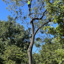 Ali's Tree Services - Trimming up tree on property line