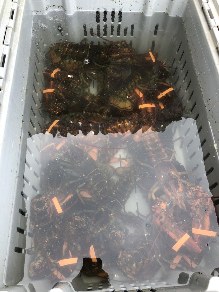 Corea Wharf Gallery Logo