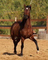 Customized Care + Boarding! - Types of Boarding:

- Pasture (Dry Lot)
- Paddock (24 ft x 24 ft Half-Shaded Pipe Corral) 
- Mare Motel Barn (18 ft x 18 ft Cinder Block Walls on Three (3) Sides - Includes Shavings for Bedding) 
- Shedrow Barn (24 ft x 24 ft Wood Sliding Walls - Includes Shavings for Bedding) 
- Private Pasture (One (1) Acre Private Pasture for One (1) Owner - Up to Four (4) Horses) 

BASIC BOARDING COVERS: Hoof Trimming Every Eight (8) weeks , 2-3 Time Daily Hay Feeds, Free Administration of Provided Supplements, Photo & Video Updates 

Custom Care: 

We offer a variety of customizations to care, our favorite being among our other boarders and being an exercise package that permits a paddock or stall-boarded horse to get out alone (arena turn out) or with others (hotwalker exercise or turned loose in pasture between breakfast and dinner). 

For an additional cost, we also provide extra feedings (more than three (3) meals per day), specialized grooming, bathing, hand-walking, hot-walking, round-penning, exercise under saddle (riding), and training - WE DO IT ALL :)

Call Us For Pricing, Questions and Availability!
