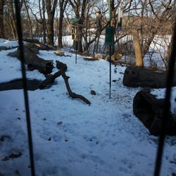 Three Rivers Park District - Squirrels everywhere
