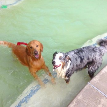 Pet Paradise Rio Rancho - Playing in the pool with some toys. - Pet Groomers Near Me - Rio Rancho, New Mexico