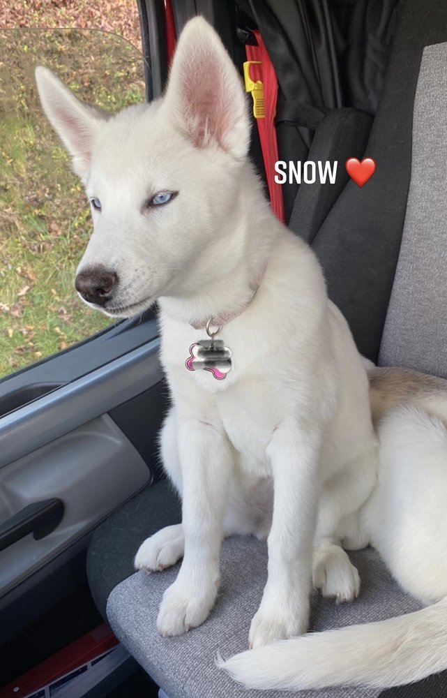 HEARTSONG SPAY NEUTER CLINIC Updated August 2024 31 Reviews 600 S