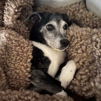 Orange Canyon Pet Clinic - Sweet Blackjack.  RIP little buddy. - Veterinarians Near Me - Orange, California