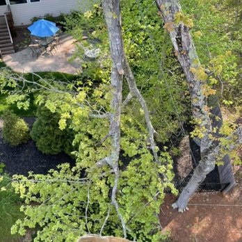 Fonville Tree Service - Tree Services Near Me - Wake Forest, North Carolina Fonville Tree Service - Tree Services Near Me - Wake Forest, North Carolina