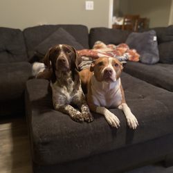 St. Clair Animal Care