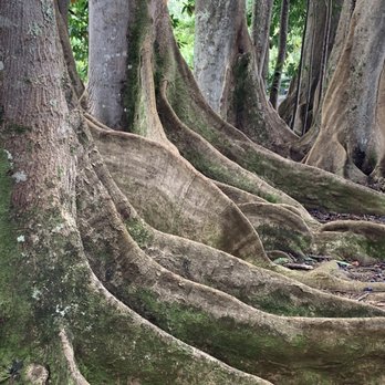Himalayan Academy / Kauai's Hindu Monastery - Rudraksha Tree Grove - Landmarks & Historical Buildings Near Me - Kapaa, Hawaii
