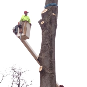 Flynn's Tree Service - Tree Services Near Me - Middletown, New Jersey Flynn's Tree Service - Tree Services Near Me - Middletown, New Jersey