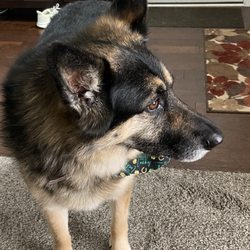 Pawsh Pets Grooming - Dakota likes her new groomers