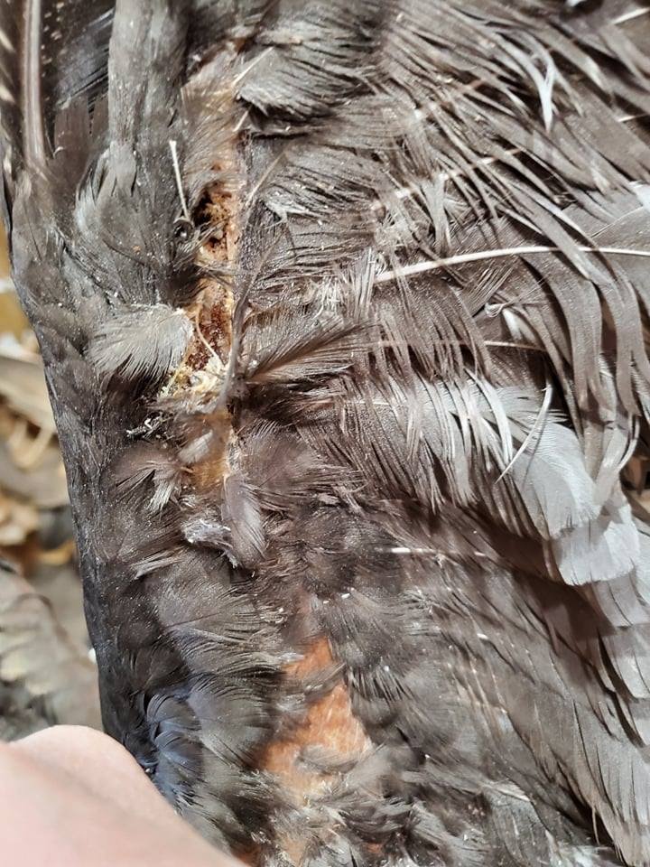 Lifelike Taxidermy - taxidermy in Franklin, PA