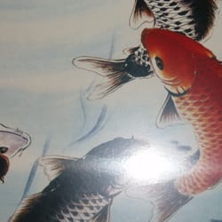 La Muraille D'Or - On connaissait le poisson lune, voici son pendant masculin!