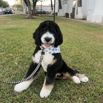 The Hairy Dog - Pet Groomers Near Me - Phoenix, Arizona The Hairy Dog - Pet Groomers Near Me - Phoenix, Arizona