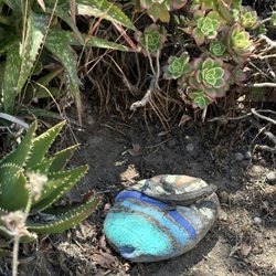 Dave's Rock Garden