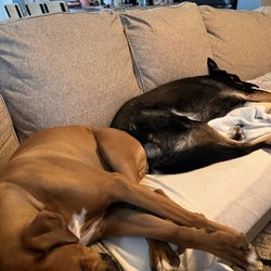 Noah’s Ark Animal Clinic of Florence, KY - Tired after their vet visit.