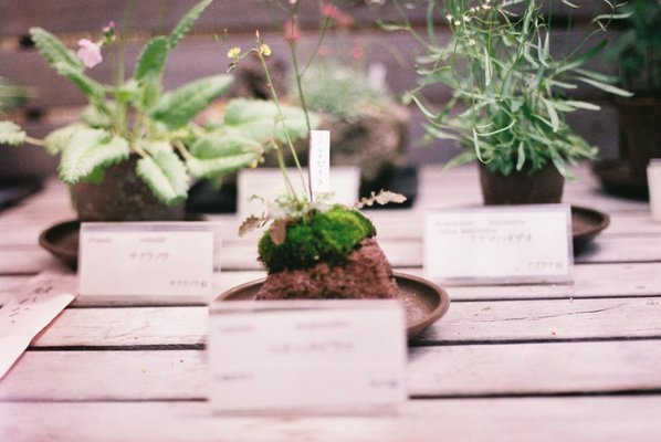 Kyoto Botanical Gardens by null