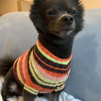 Pets At Play - DogServices Church Hill - New haircut! - Pet Groomers Near Me - Richmond, Virginia