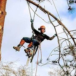 All Pro Arborists