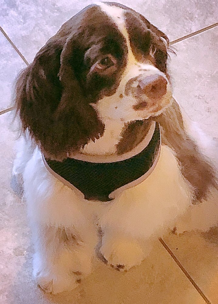 BEAUTY IN THE BEAST GROOMING 18 S 3rd St, Columbia, Pennsylvania