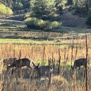 Deer Springs RV Resort - RV Parks Near Me - Mayhill, New Mexico Deer Springs RV Resort - RV Parks Near Me - Mayhill, New Mexico