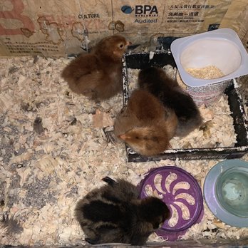 Bradshaw Feed & Pet Supply - Rhode Island Red Chicken ,Golden Sex-Link ,Golden Laced Wyandotte ,Ameraucana - Pet Stores Near Me - Sacramento, California Bradshaw Feed & Pet Supply - Rhode Island Red Chicken ,Golden Sex-Link ,Golden Laced Wyandotte ,Ameraucana - Pet Stores Near Me - Sacramento, California