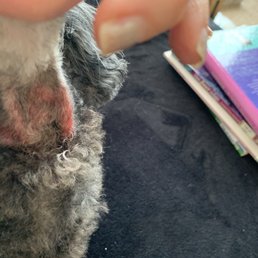 Neck after grooming clean poodle face.