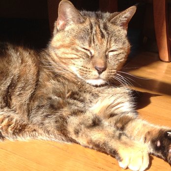 The Petsitters - Happy kitty, likes Elaine. - Pet Sitting Near Me