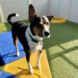 Dog Mountain Pet Resort and Spa