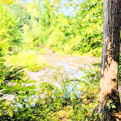 O'Neil Woods Metro Park - River