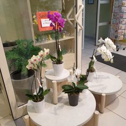 Blumen Stierle-Wagner