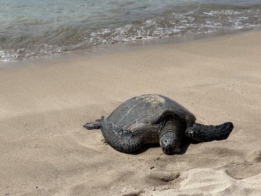 Slaughterhouse Beach by null