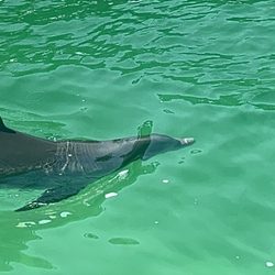Vitamin Sea Sailing Charters - Dolphins