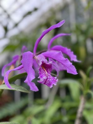 Conservatory of Flowers by null
