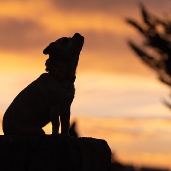 Dogs I Meet - Pet Photography Near Me