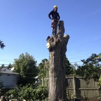 Hardwick Tree Care - Tree Services Near Me - Centerburg, Ohio Hardwick Tree Care - Tree Services Near Me - Centerburg, Ohio