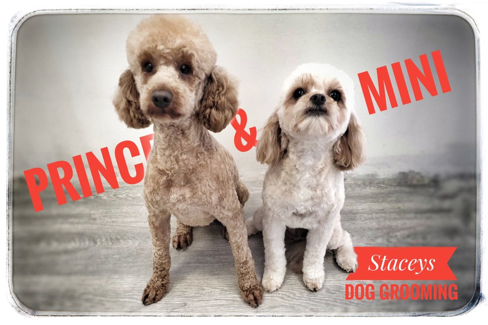 STACEYS DOG GROOMING Updated September 2024 Request an Appointment