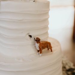 Alice's Piece of Cake