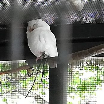 Peace River Wildlife Center - Luna - Animal Shelters Near Me - Punta Gorda, Florida Peace River Wildlife Center - Luna - Animal Shelters Near Me - Punta Gorda, Florida