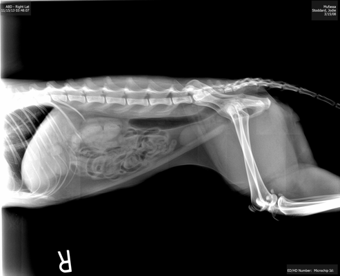 Lawndale Pet Hospital by null